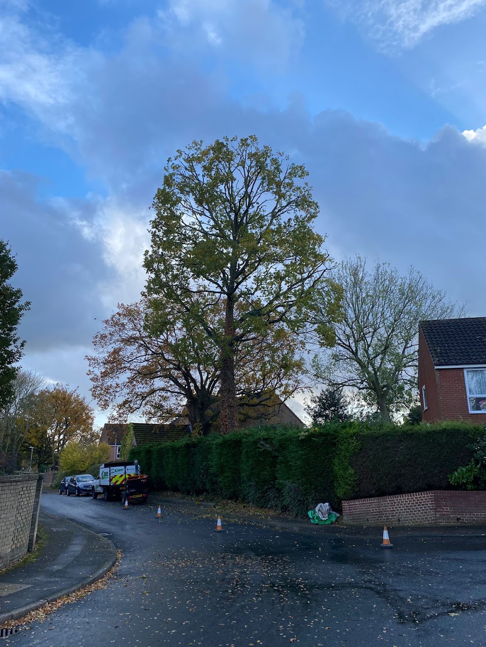 Essex Tree Brothers – Chelmsford