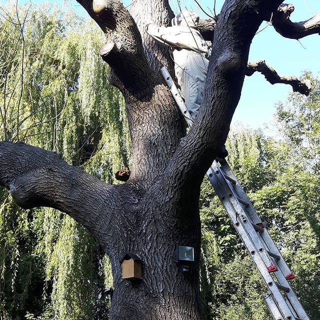 One Two Tree Surgeons (Arborists)